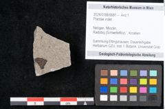 Foto (Objekt + Etikett) von Plantae indet.  (NHMW-GEO-2024-0188-6681)